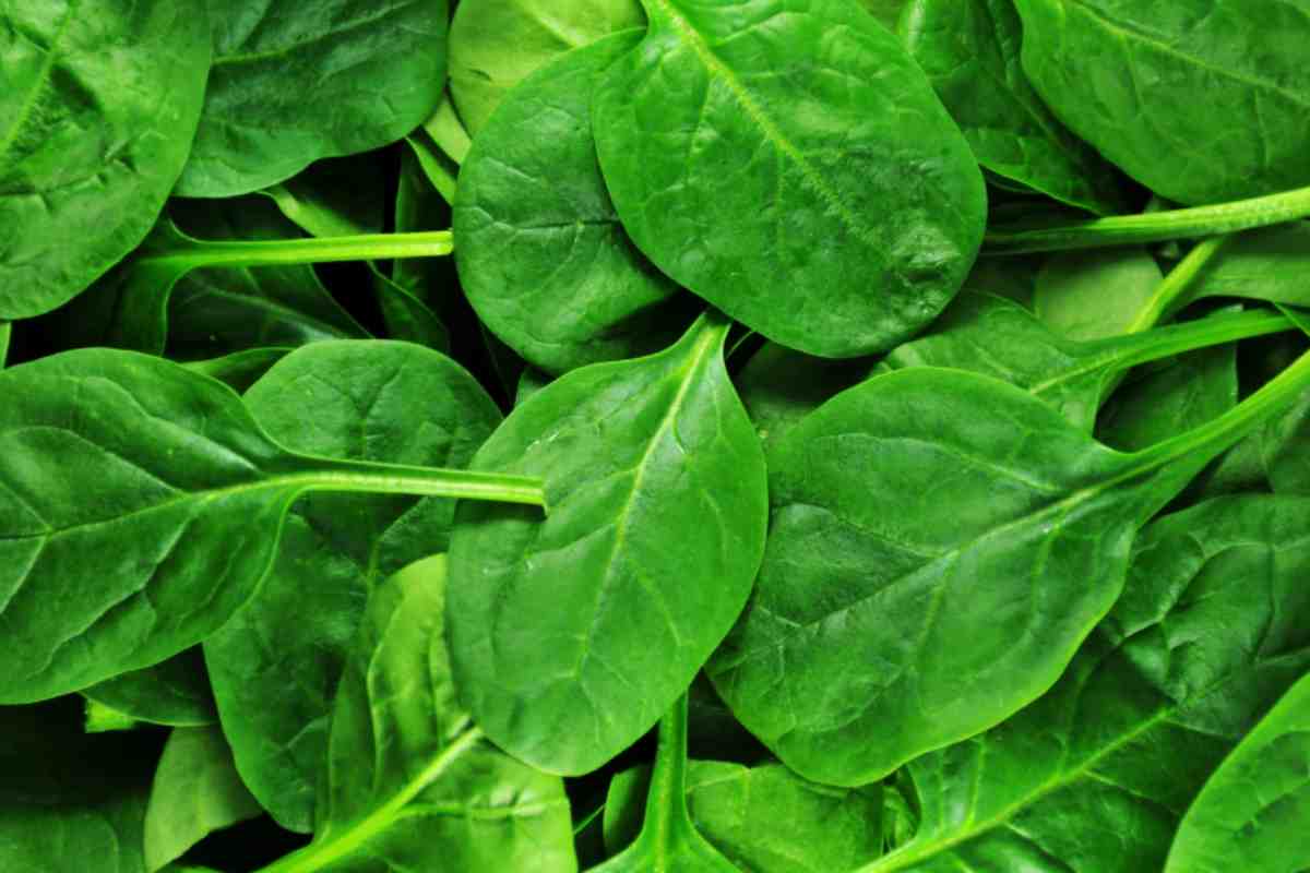 spinaci